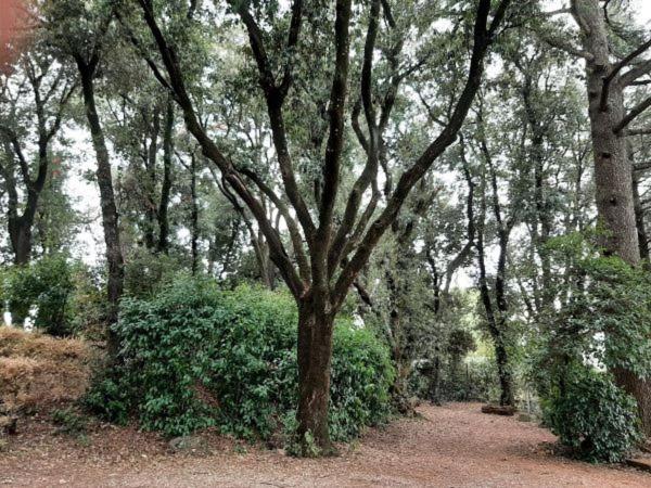 Agriturismo La Romanella Βίλα Βιτέρμπο Εξωτερικό φωτογραφία