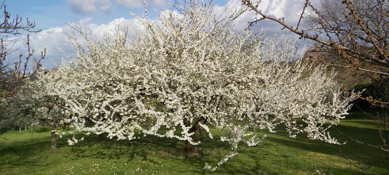 Agriturismo La Romanella Βίλα Βιτέρμπο Εξωτερικό φωτογραφία