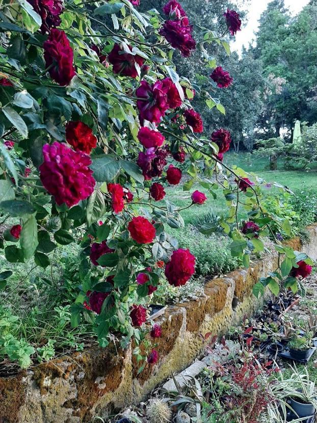 Agriturismo La Romanella Βίλα Βιτέρμπο Εξωτερικό φωτογραφία